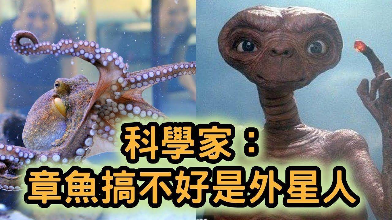 章鱼拥有蓝色的血,过人的智慧,它会不会是外星生物?