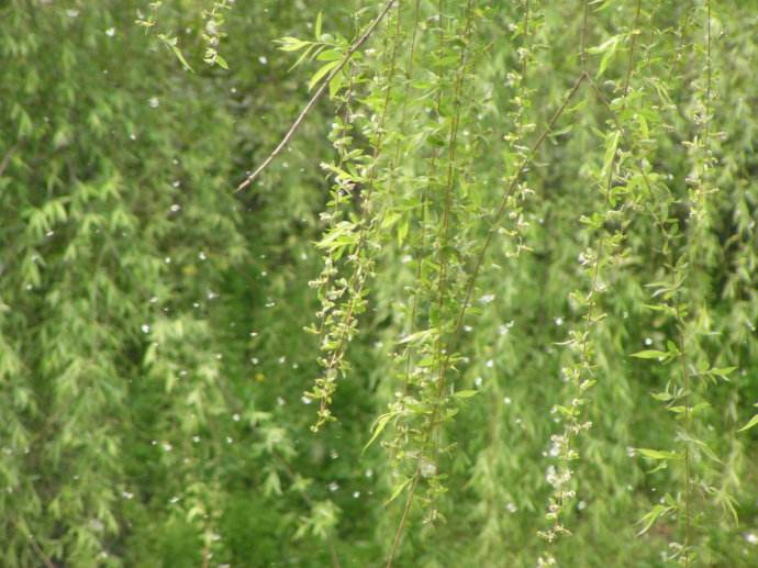 柳絮杨花诗词精选五十一首二月杨花轻复微,春风摇荡惹人衣 柳絮杨花诗词精选五十一首 二月杨花轻复微,春风摇荡惹人衣