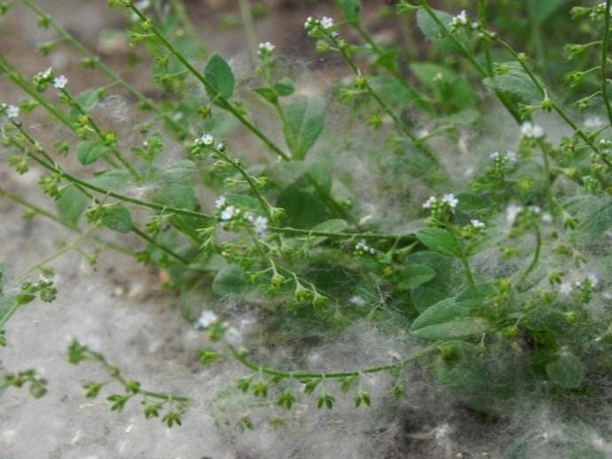 柳絮杨花诗词精选五十一首二月杨花轻复微,春风摇荡惹人衣 柳絮杨花诗词精选五十一首 二月杨花轻复微,春风摇荡惹人衣