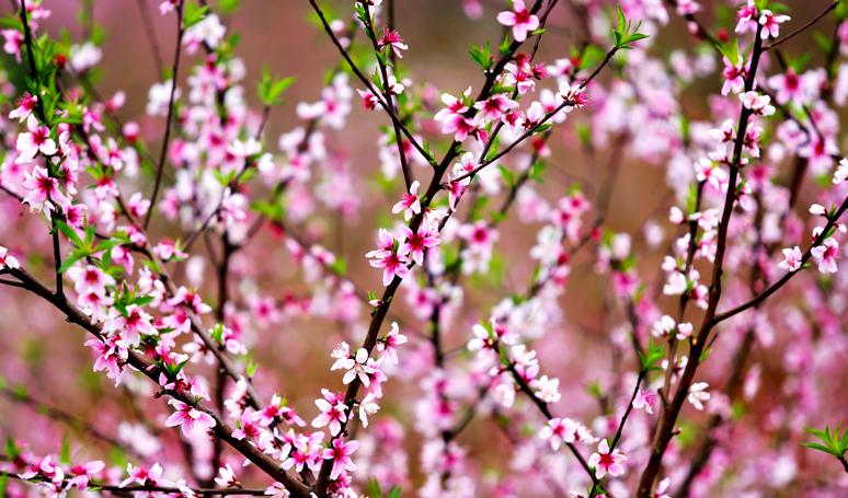 《中国诗词大会》第四季董卿的开场白,大气委