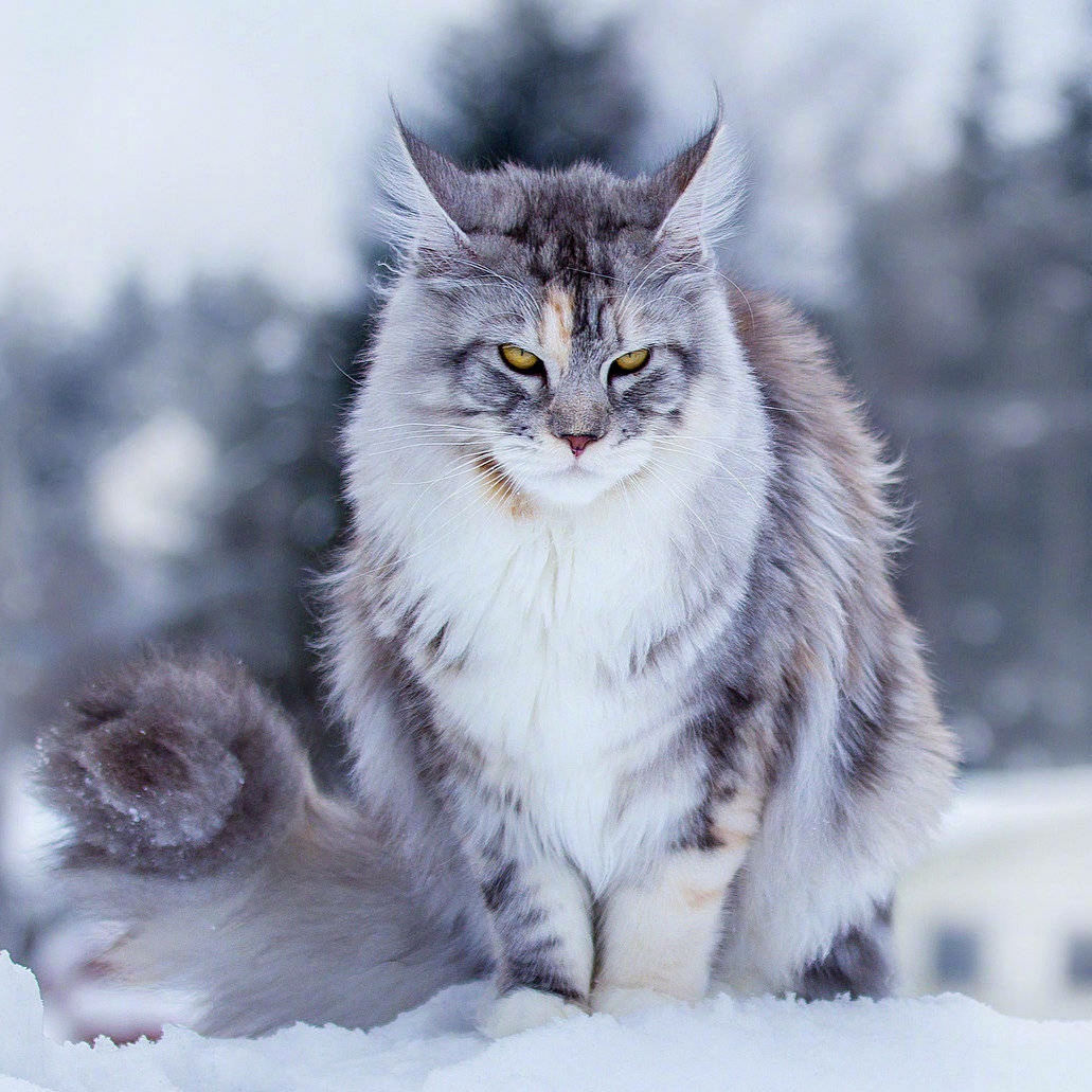听说下雪和缅因猫更配,太美了吧