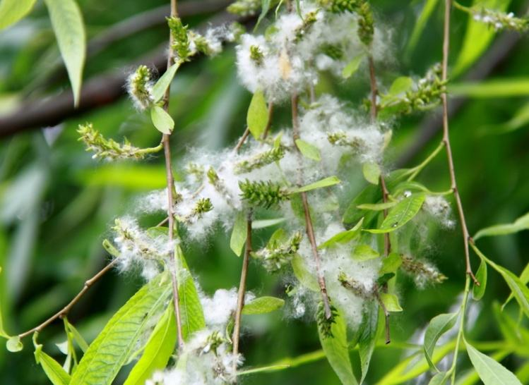 柳絮杨花诗词精选五十一首二月杨花轻复微,春风摇荡惹人衣 柳絮杨花诗词精选五十一首 二月杨花轻复微,春风摇荡惹人衣