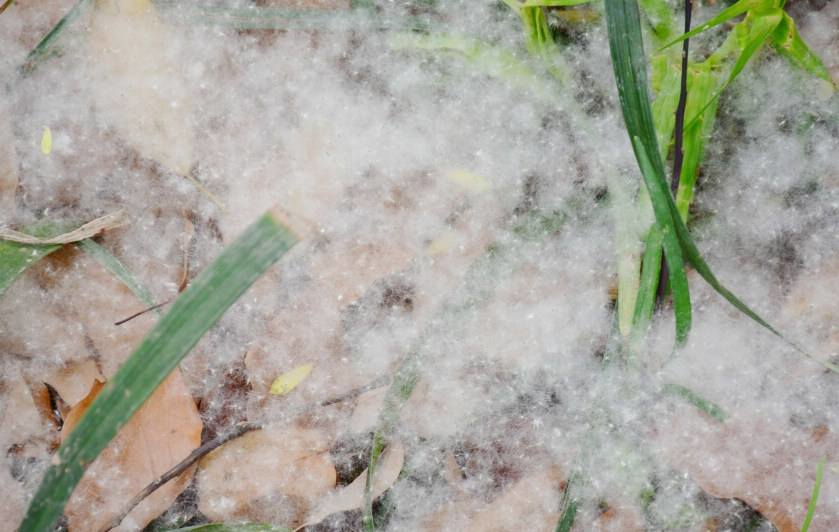 柳絮杨花诗词精选五十一首二月杨花轻复微,春风摇荡惹人衣 柳絮杨花诗词精选五十一首 二月杨花轻复微,春风摇荡惹人衣
