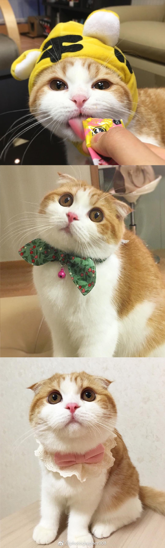 每一只橘猫都是上帝派来的天使啊 天使 橘猫 上帝 新浪新闻