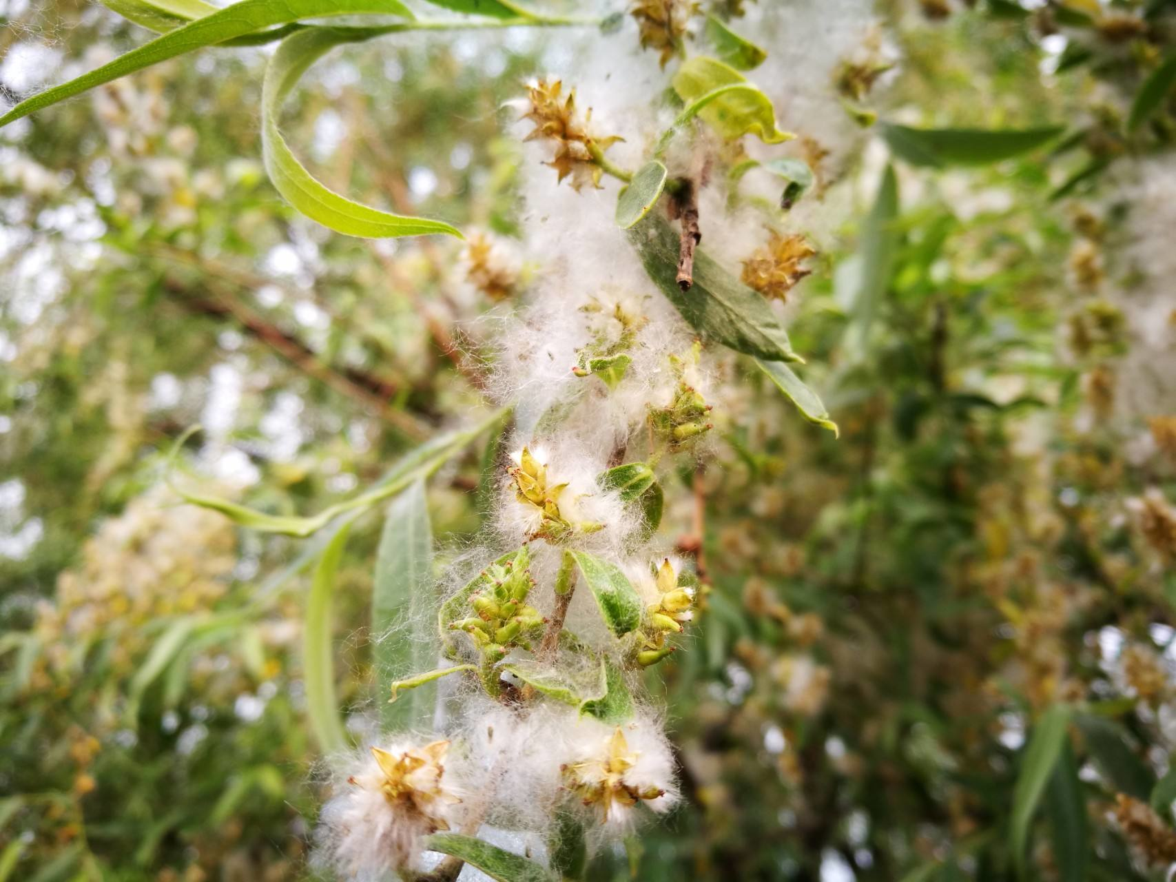 柳絮杨花诗词精选五十一首二月杨花轻复微,春风摇荡惹人衣 柳絮杨花诗词精选五十一首 二月杨花轻复微,春风摇荡惹人衣