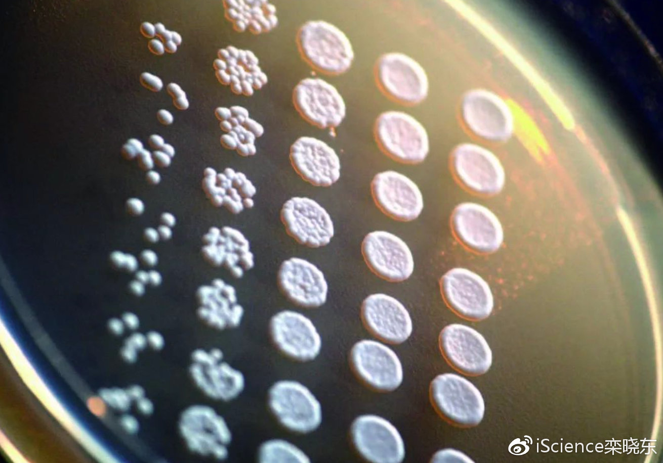 酵母蛋白的核酸含量有标准吗?