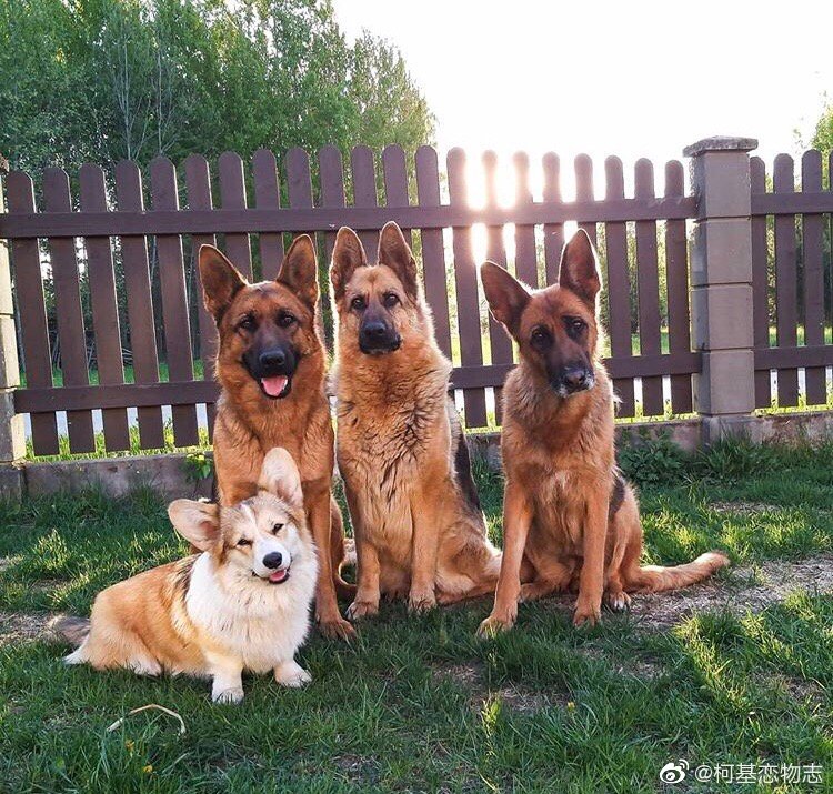 帮忙取个好听的组合名字? Cr:tesla_the_Pemb