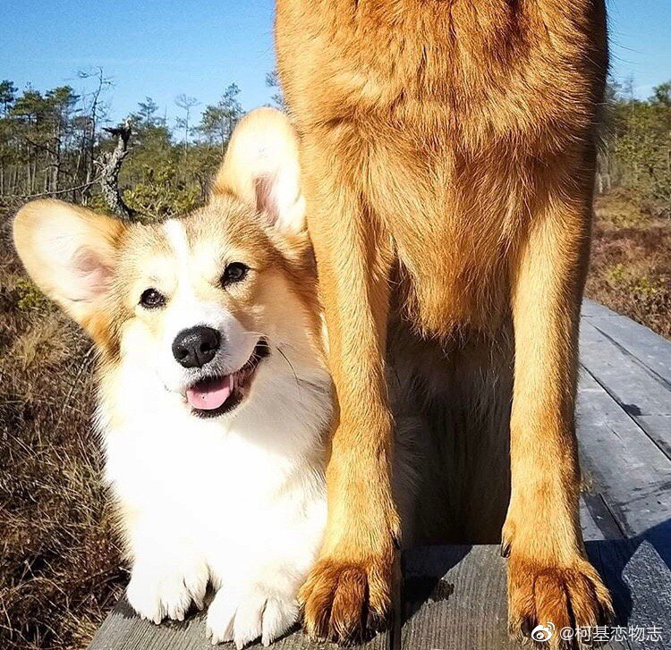 帮忙取个好听的组合名字? Cr:tesla_the_Pemb