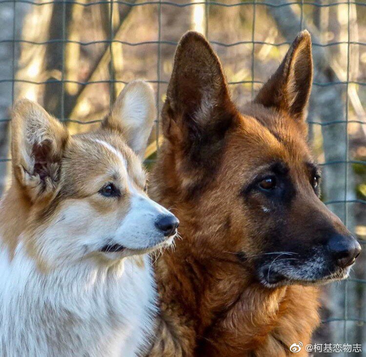 帮忙取个好听的组合名字? Cr:tesla_the_Pemb