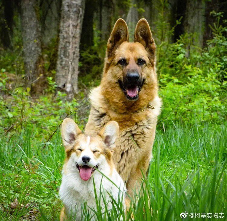 帮忙取个好听的组合名字? Cr:tesla_the_Pemb