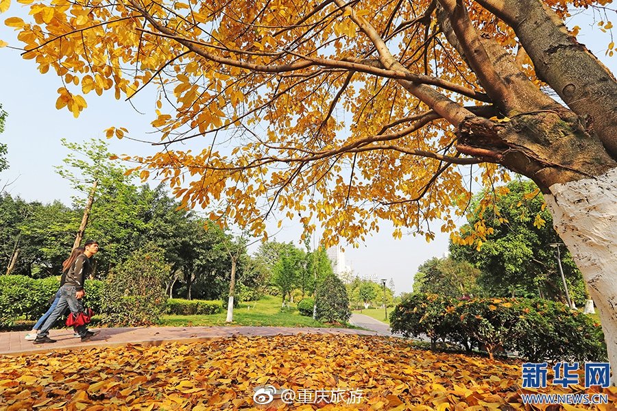 黄葛树换新衣 春日山城赏"秋景"