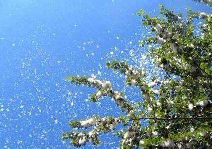 柳絮杨花诗词精选五十一首二月杨花轻复微,春风摇荡惹人衣 柳絮杨花诗词精选五十一首 二月杨花轻复微,春风摇荡惹人衣