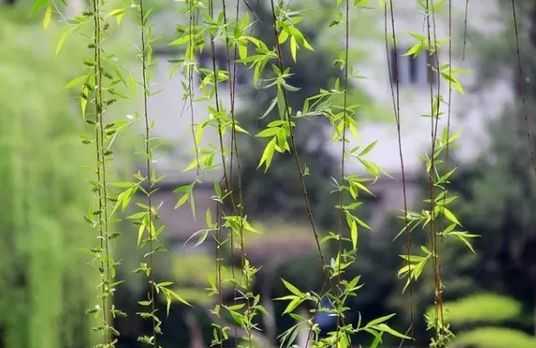 柳絮杨花诗词精选五十一首二月杨花轻复微,春风摇荡惹人衣 柳絮杨花诗词精选五十一首 二月杨花轻复微,春风摇荡惹人衣