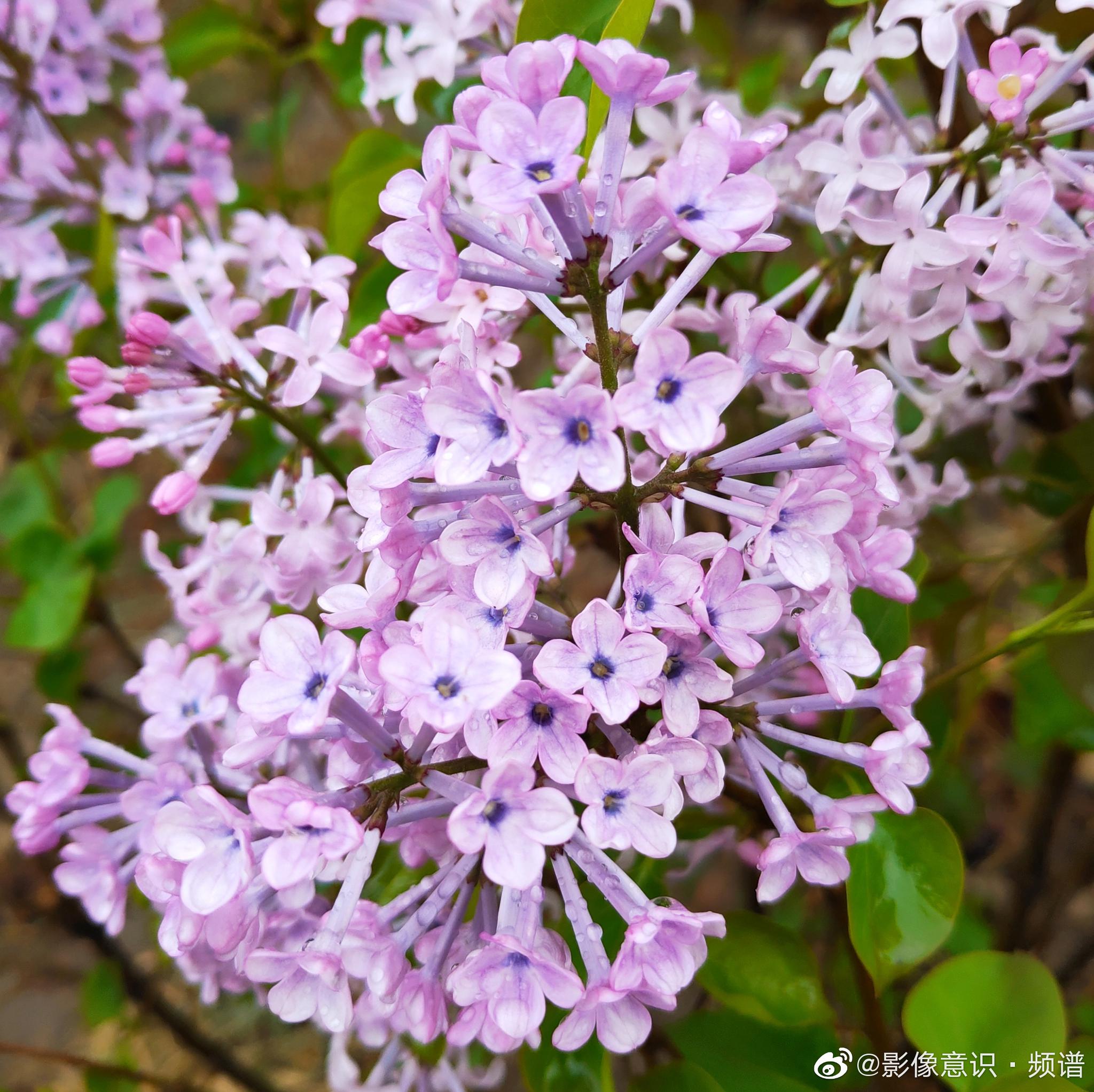 淡紫色树花 库存照片. 图片 包括有 开花, 结构树, 玻色子, 丁香, 庭院, 开花的, 绽放, 本质 - 56019936