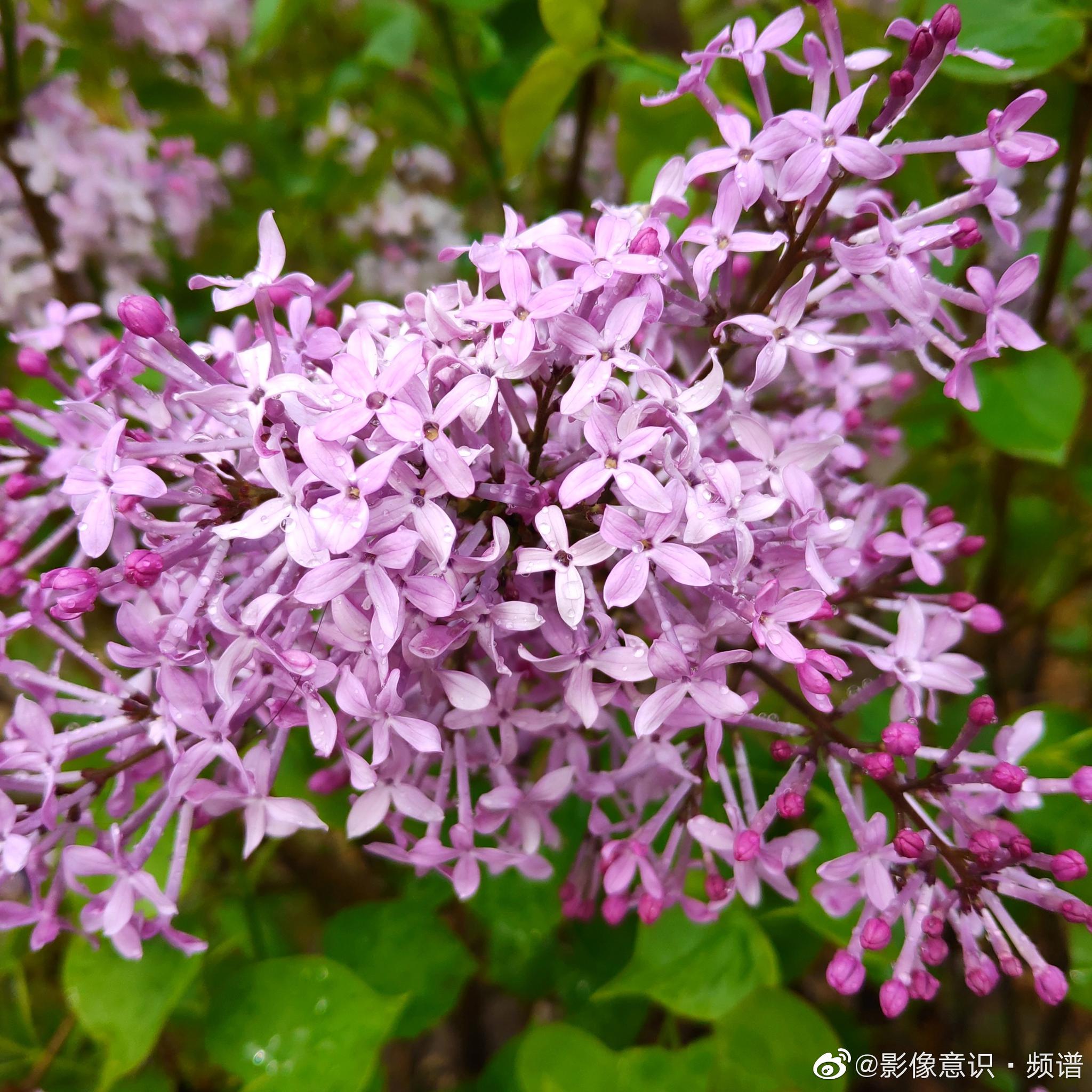 花朵 紫丁香 丁香 - Pixabay上的免费照片 - Pixabay