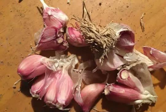 腌“腊八蒜”时，该用米醋还是陈醋？选错了，难怪不发绿不爽脆！