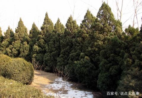 柏树有一些药用价值，可以做枕头，但民间所说治白发是真的吗