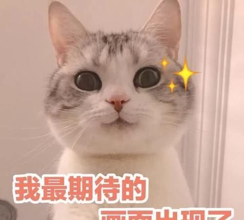 猫咪表情包&敲可爱的表情包,融化你的冰块小宇宙