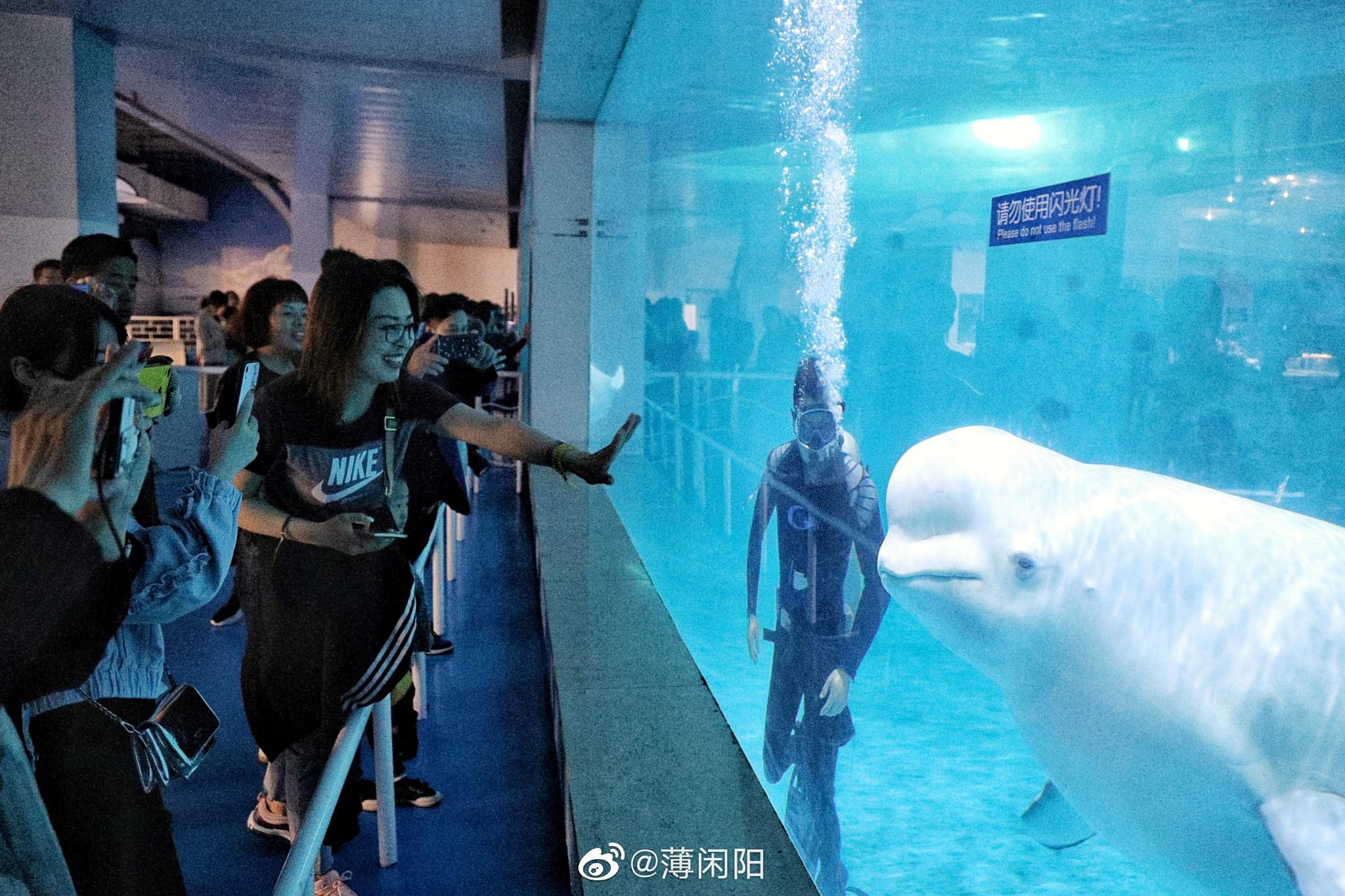 山东蓬莱海洋极地世界是国家AAAA级旅游景区