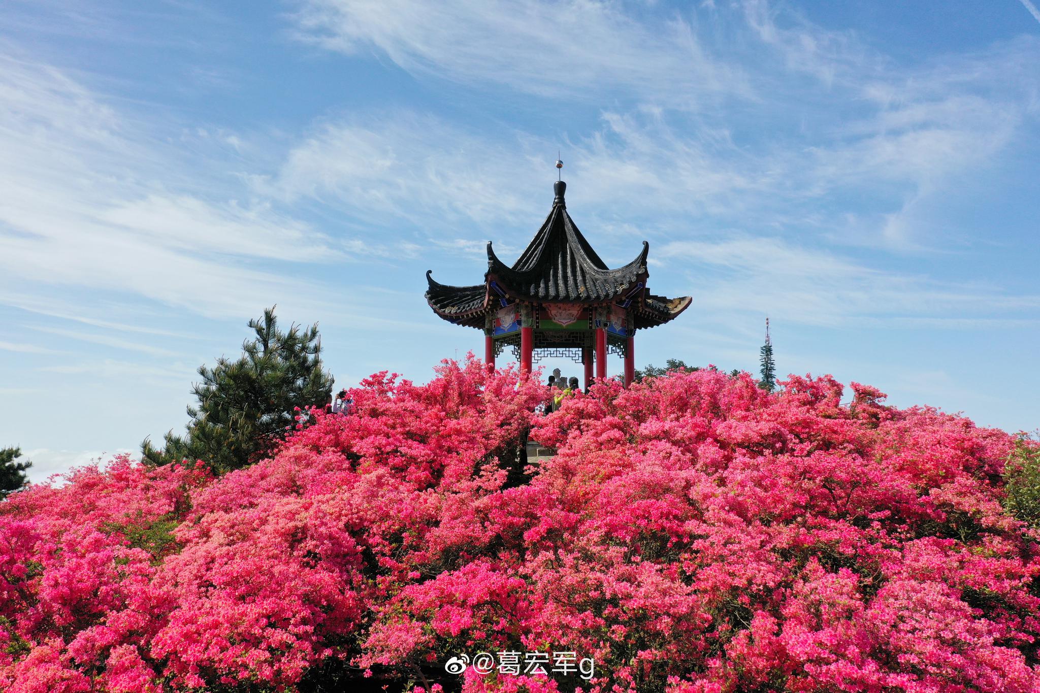 麻城品茶自带工作室加v靠谱吗