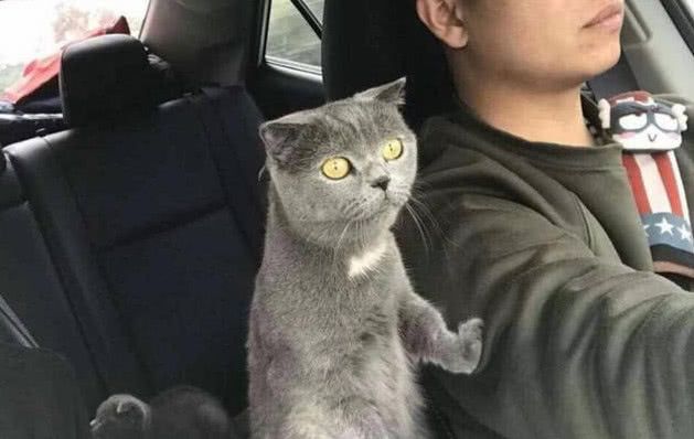 带俩猫开车兜风,一只猫四处张望,回头一看另一只笑呆!