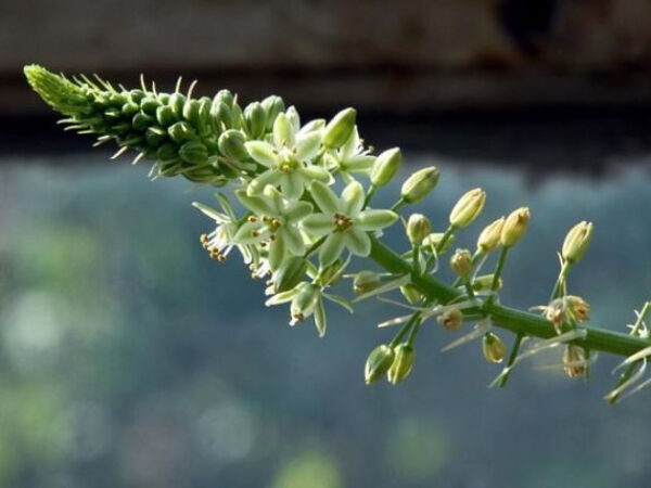 葫芦兰   花语:纯真