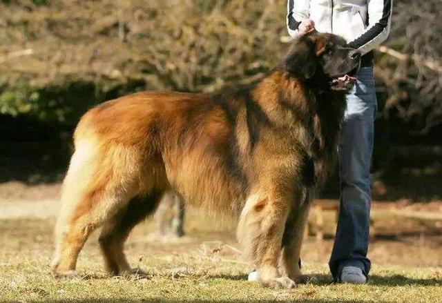 寿命最短的动物排行榜_生命最短的5大狗狗,罗威纳犬上榜,第一种只能活8年!
