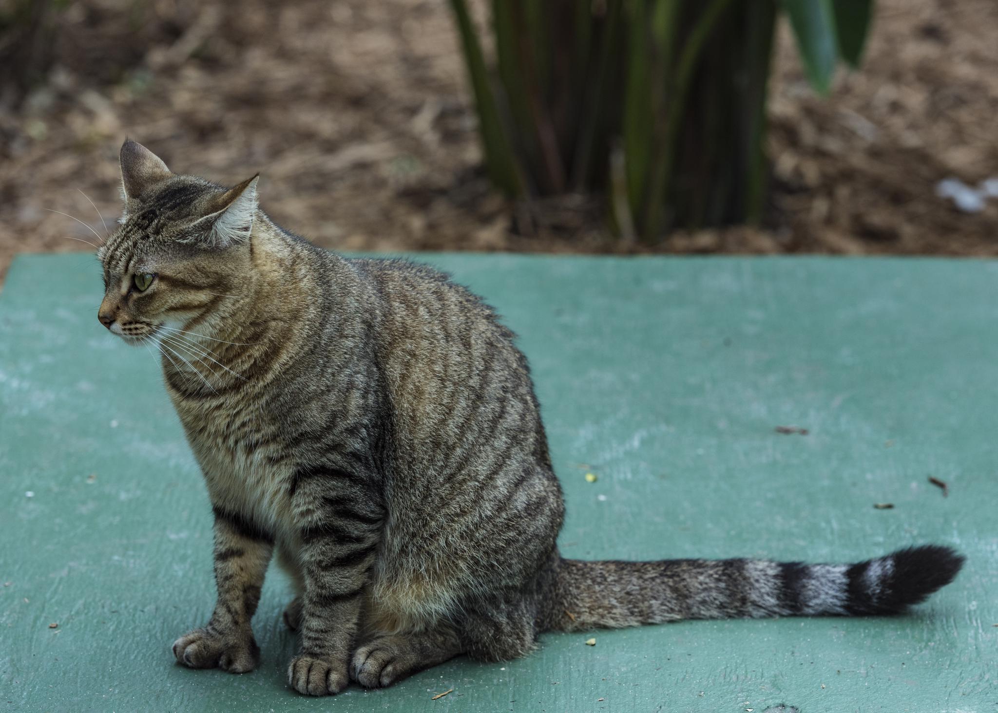世界落日之都的海明威故居，为什么里面养的都是六趾猫_旅游美食季_新浪博客