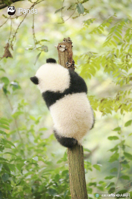 熊猫树上熊猫果熊猫树下你和我想摘熊猫的快转走