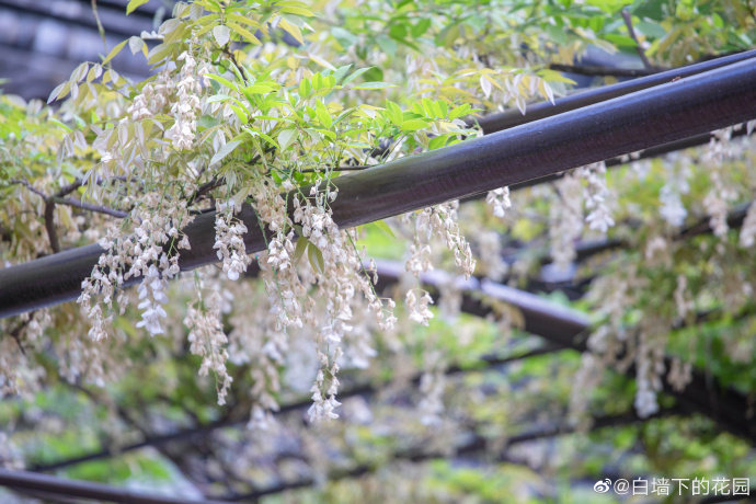 亭林园·白花紫藤