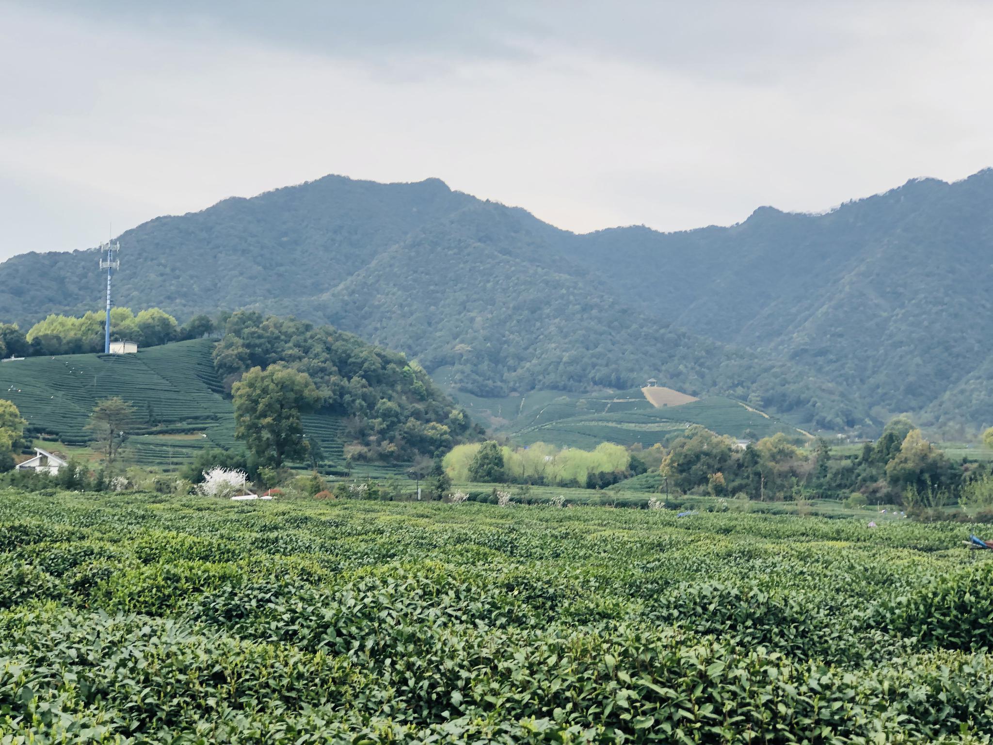 小小导游今日在杭州龙坞西湖龙井茶园