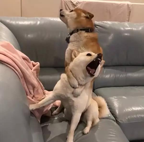 两只柴犬争骨头打架,结果其中一只只用一招,便成功制服另一只!