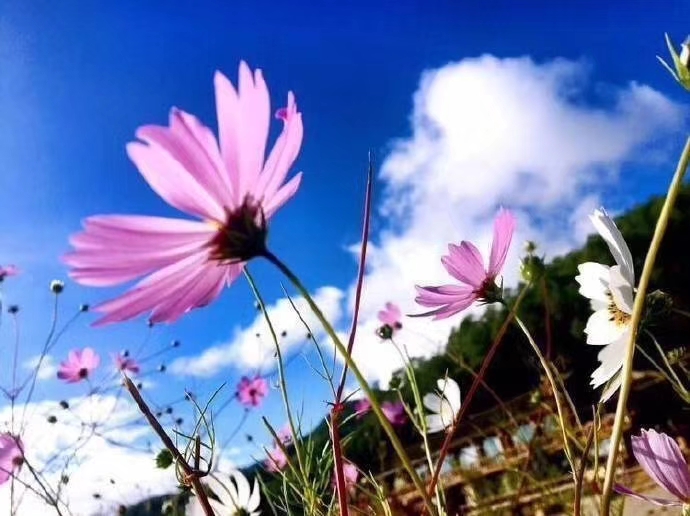 泸沽湖人口_泸沽湖景区工作人员“十一”国庆全员在岗,他们是景区最美的风景