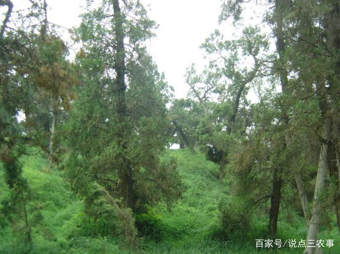 柏树有一些药用价值，可以做枕头，但民间所说治白发是真的吗