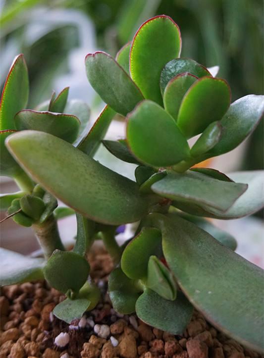 网红误食“芦荟”差点送命,这6种常见有毒植物,你家有吗?