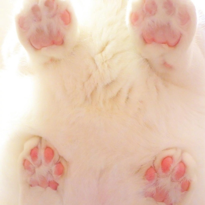 萌萌哒猫爪爪,收藏了.