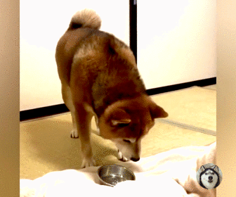 柴犬是非常可爱的动物,喜欢它的人大多是因为网络上的