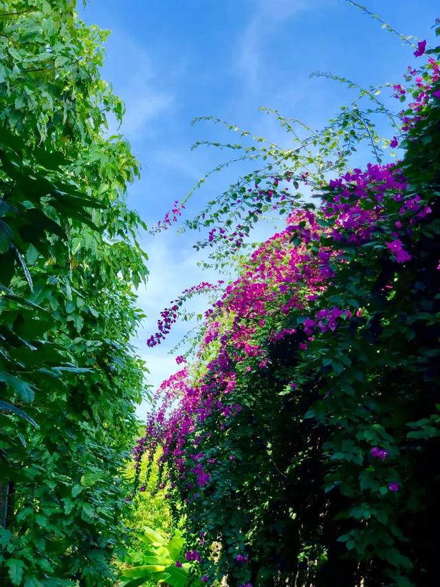 三亚最棒的纯别墅酒店,从踏入酒店开始你就是上帝!多图!