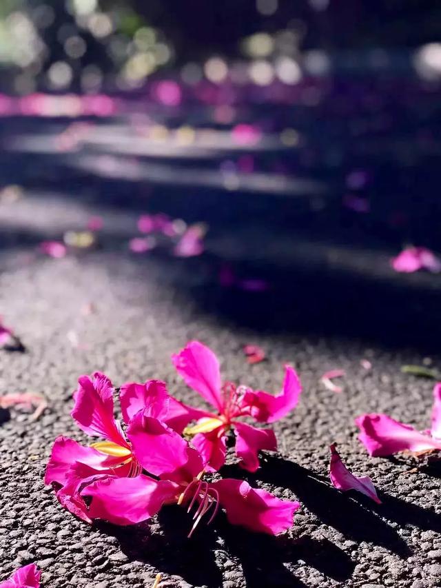 三亚最棒的纯别墅酒店,从踏入酒店开始你就是上帝!多图!