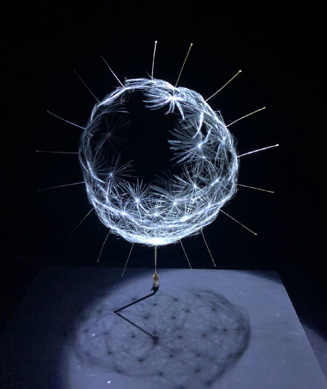 淘宝蒲公英科技 蒲公英,玉米须也能卖?人大代表梁倩娟:有淘宝电商,一切皆可盘