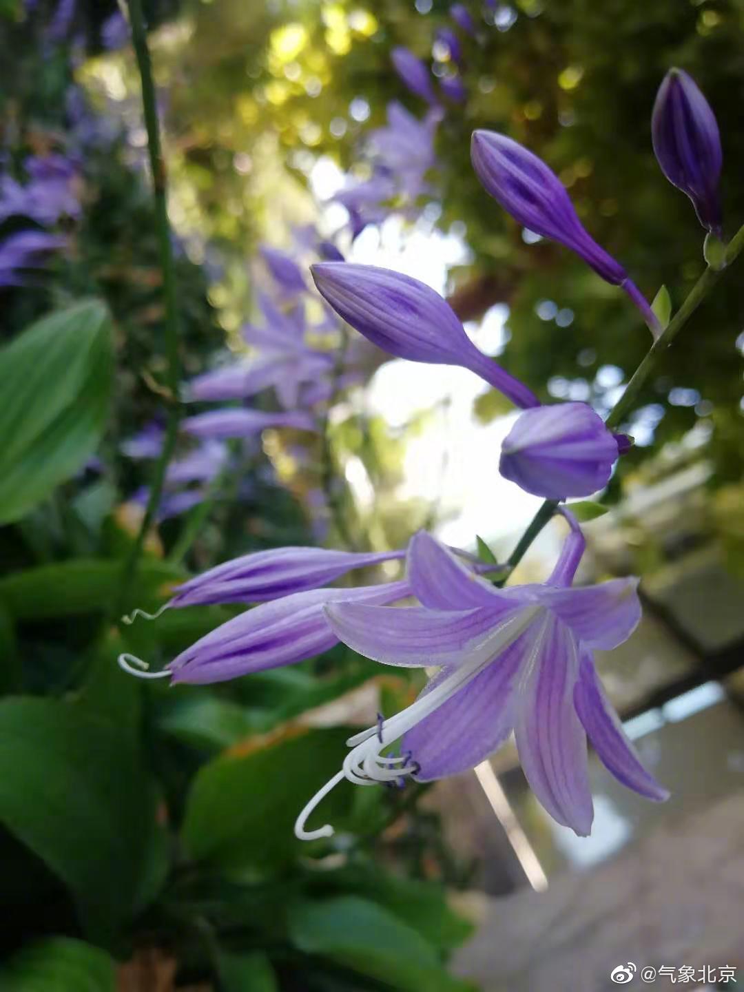 今日份小花花~请查收.张茜,康金侠,张殿芳/摄