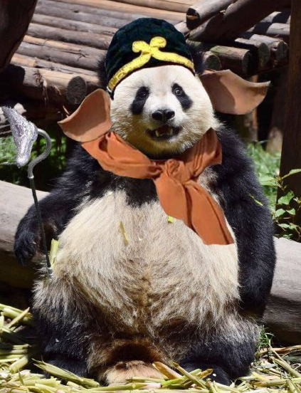 终于明白大熊猫为什么这么稀少了,滚滚:能活着长大太不容易了!