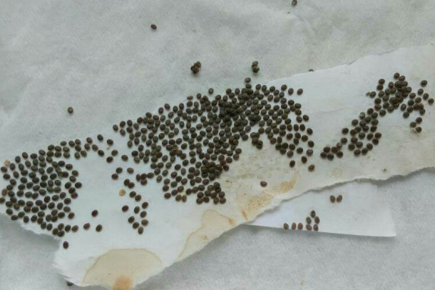 嫦娥4号把生命的种子带到了月球上!这会是新生命的开始吗?