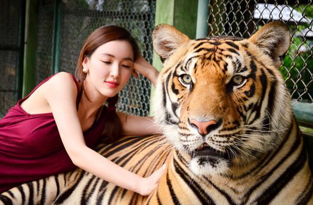 老虎有艳福:比基尼美女与老虎水下共舞,这种胆色让所有人惊叹!