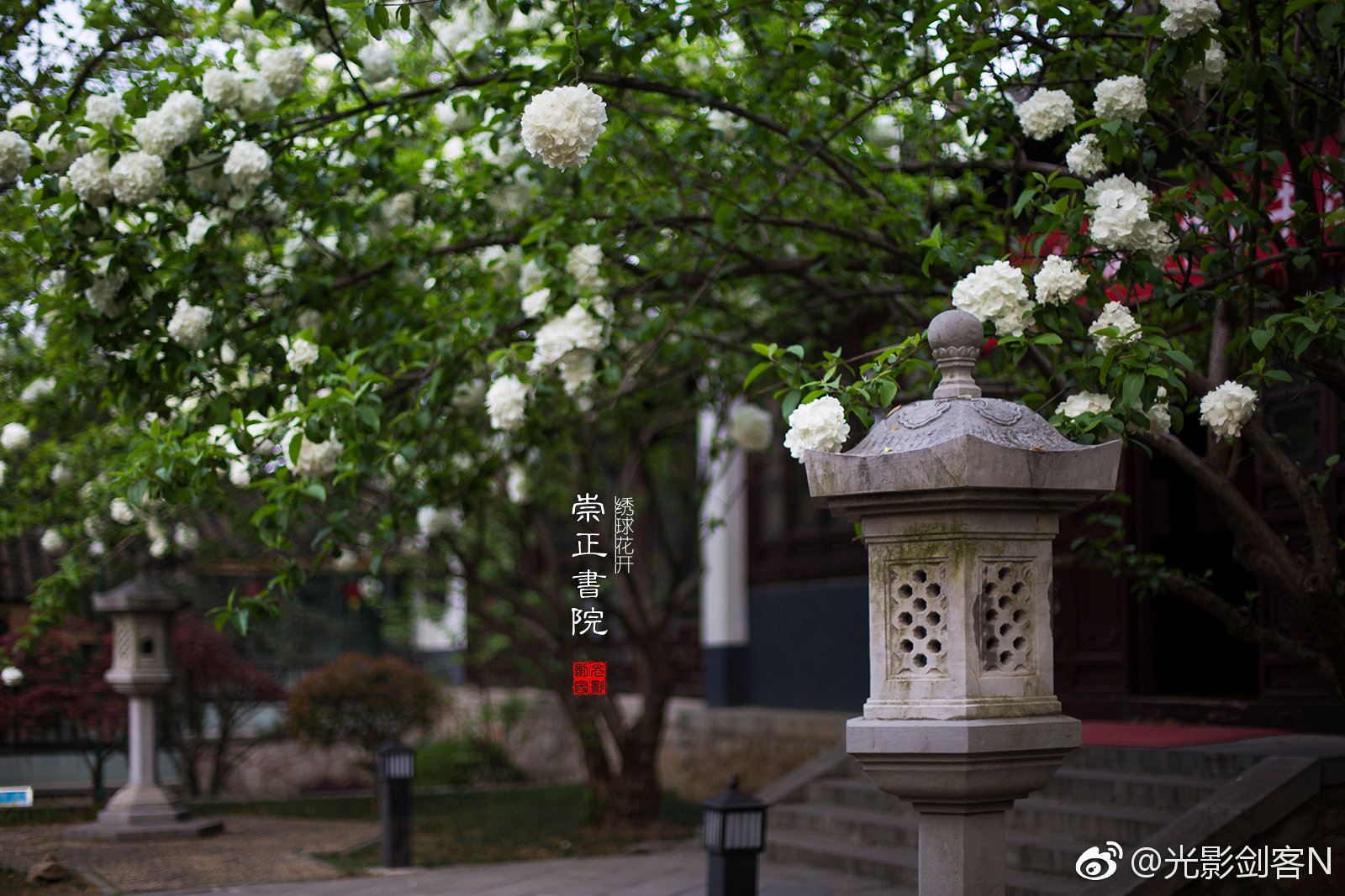 春天的花正盛开···崇正书院的绣球花 