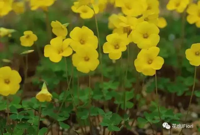 家庭园艺|植物专栏——冬日繁花的酢浆草