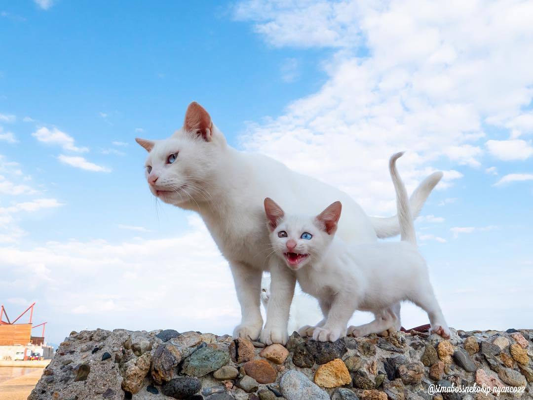 日本猫岛上大佬们的悠闲时光(ins: simabossneko)