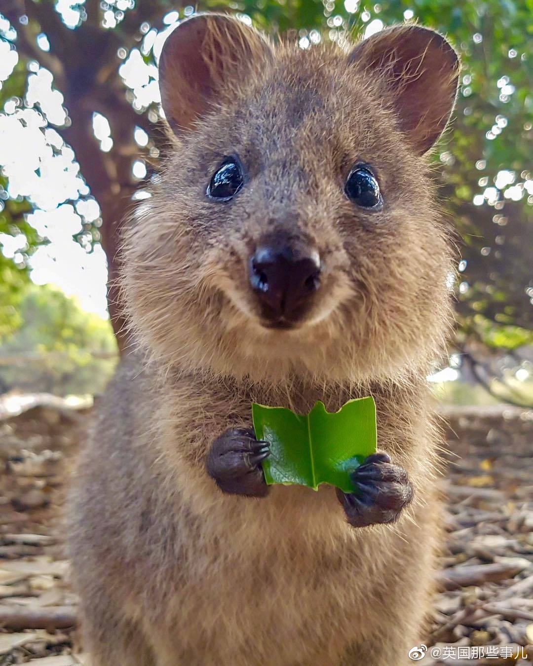 澳洲遇見超可愛「短尾矮袋鼠」 國際認證是世界上最快樂的動物 – 爆笑博客