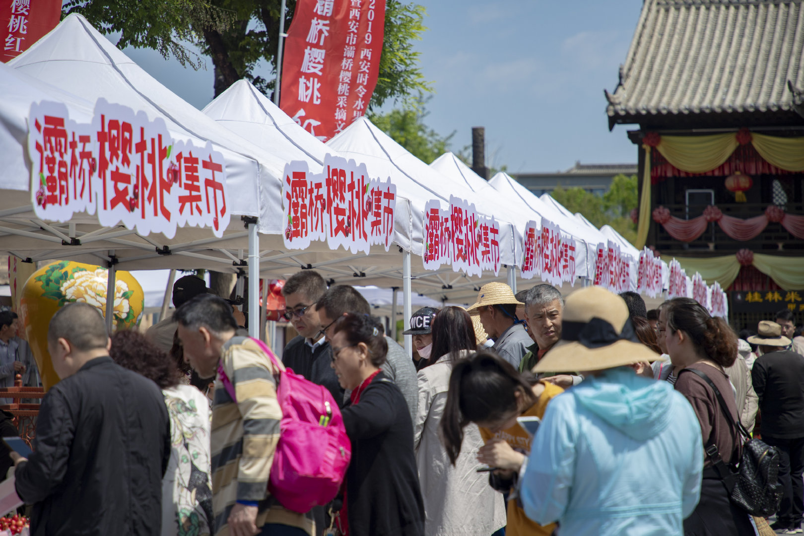2019灞桥樱桃采摘文化旅游节启幕 樱桃红了只等你来