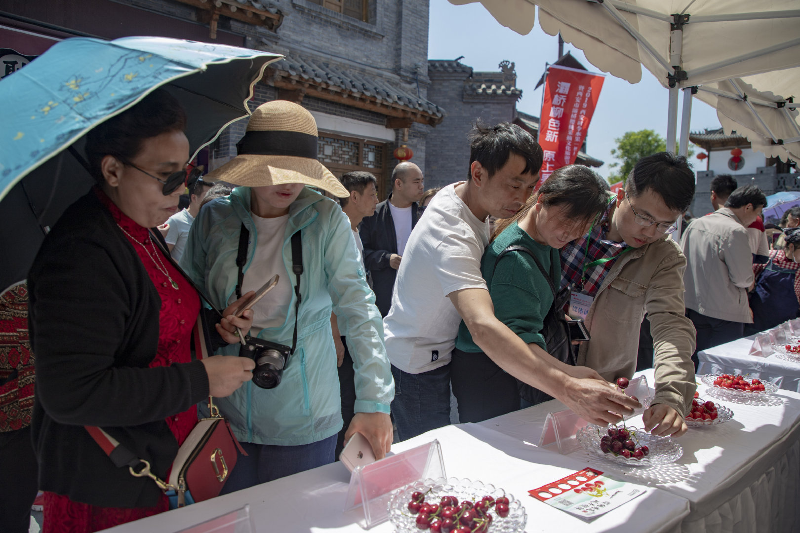 2019灞桥樱桃采摘文化旅游节启幕 樱桃红了只等你来